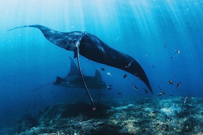 Full Day Trip to Explore 6 Destinations in Labuan Bajo and Komodo - Stop 5, Taka Makassar Island: Snorkeling on a Crescent Atoll