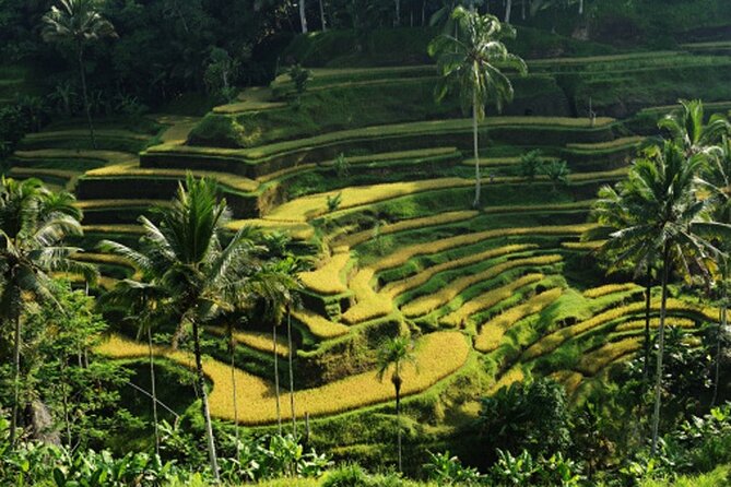 Full Day - Ubud Art Village and Mount Batur Kintamani with Lunch - Sacred Monkey Forest: how to enjoy macaques without making it stressful