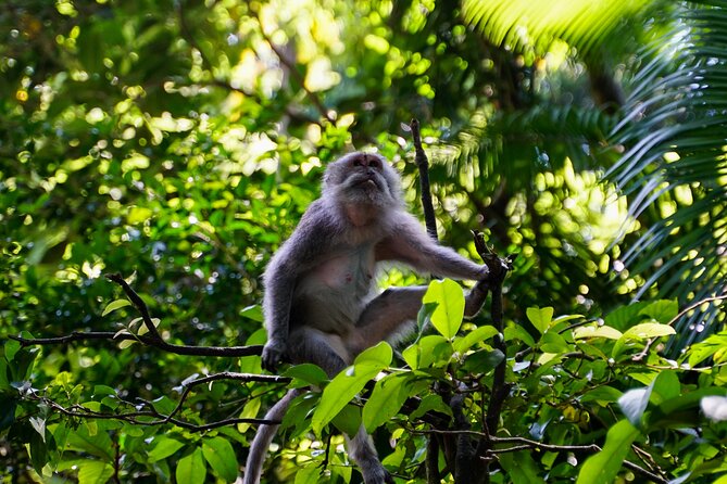 Full Day - Ubud Art Village and Mount Batur Kintamani with Lunch - Tegalalang rice terraces and Subak irrigation views that make sense