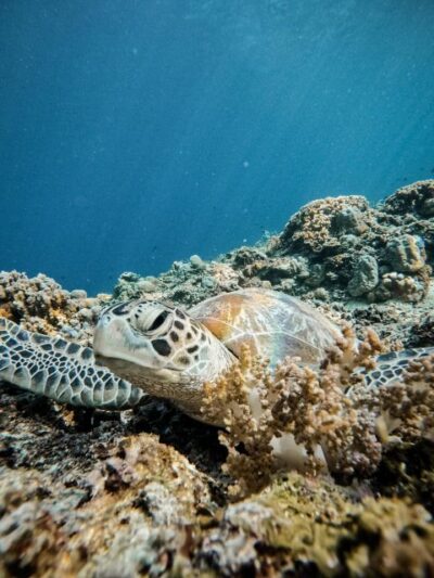 Gili Islands: Group or Private Snorkeling Tour with GoPro