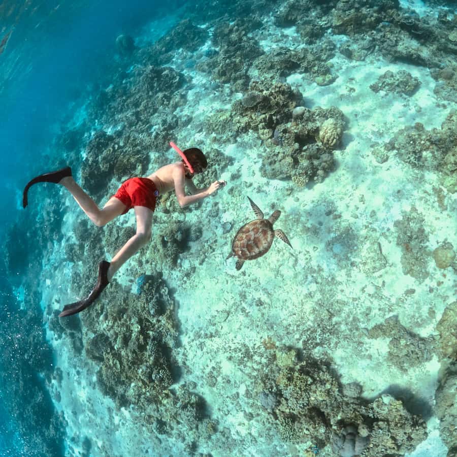 Gili Islands: Private or Shared Snorkeling Boat Trip - Gili Islands Snorkeling, With Structure and Real Photo Payoff