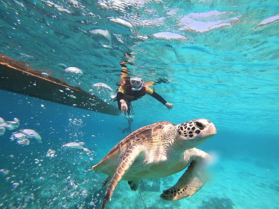 Gili Islands: Private or Shared Snorkeling Boat Trip - Before You Snorkel: Safety Briefing and Gear Setup