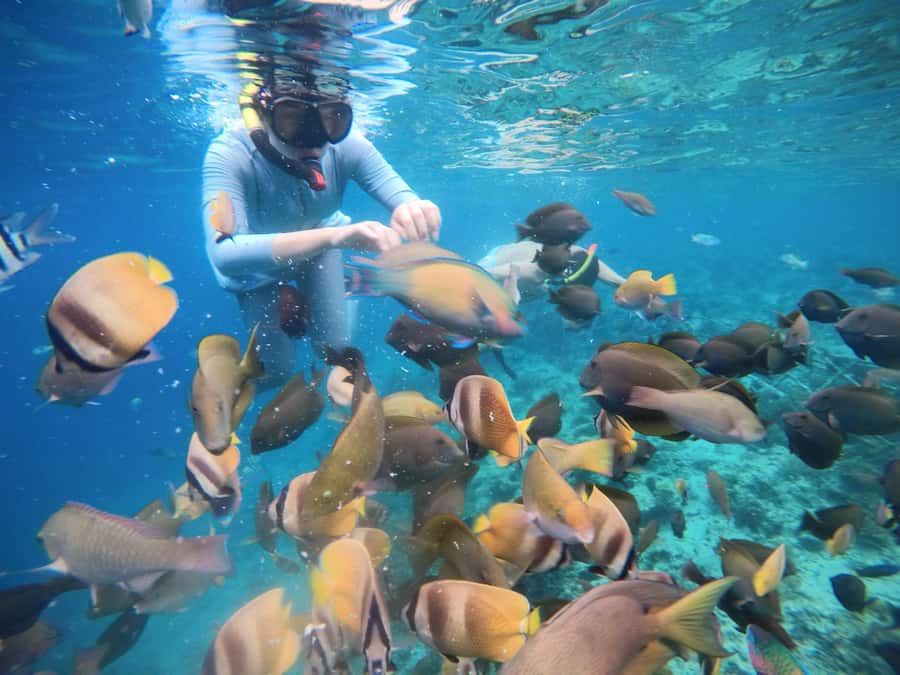 Gili Islands: Private Snorkeling Boat Tour with Local Guide - Stop 2: Gili Meno for Reef Time and Secluded Swimming
