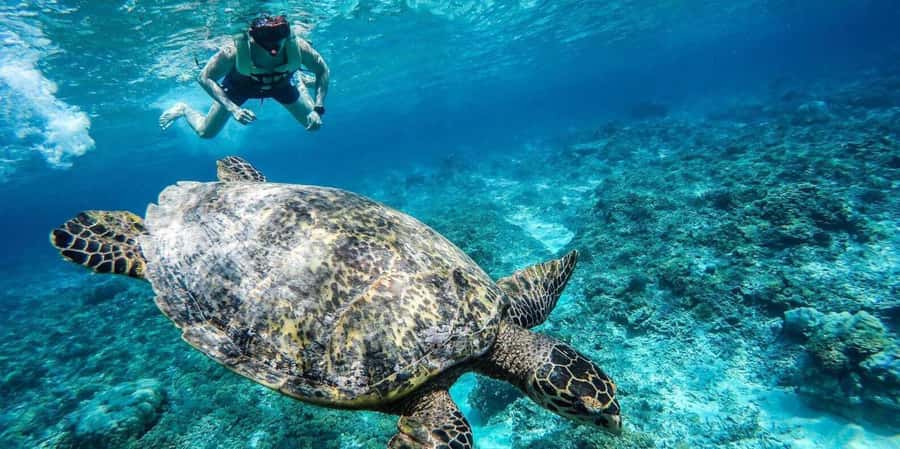 Gili Islands: Underwater Statues Cruise and Snorkeling - Turtle Point Swim: Wildlife Time That Feels Like It’s Part of the Reef