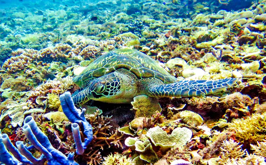 Gili Islands: Underwater Statues Cruise and Snorkeling - The First Snorkel Stop: Finding the Statues Without Getting Confused