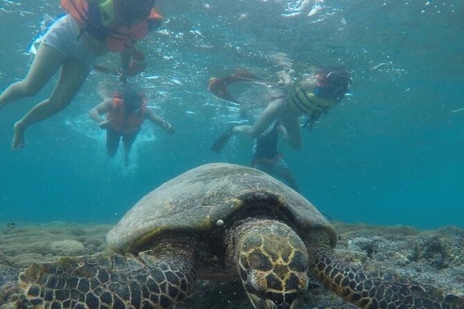 Gili Trawangan & Gili Air Snorkeling Tour Turtles & Statue - Stop 2: Gili Meno Turtle Sanctuary, The Wildlife Payoff