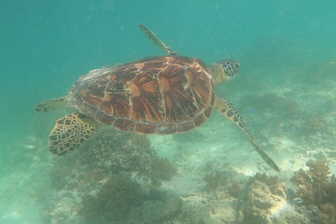 Gili Trawangan & Gili Air Snorkeling Tour Turtles & Statue - Stop 4: Gili Air, More Marine Life and a Different View