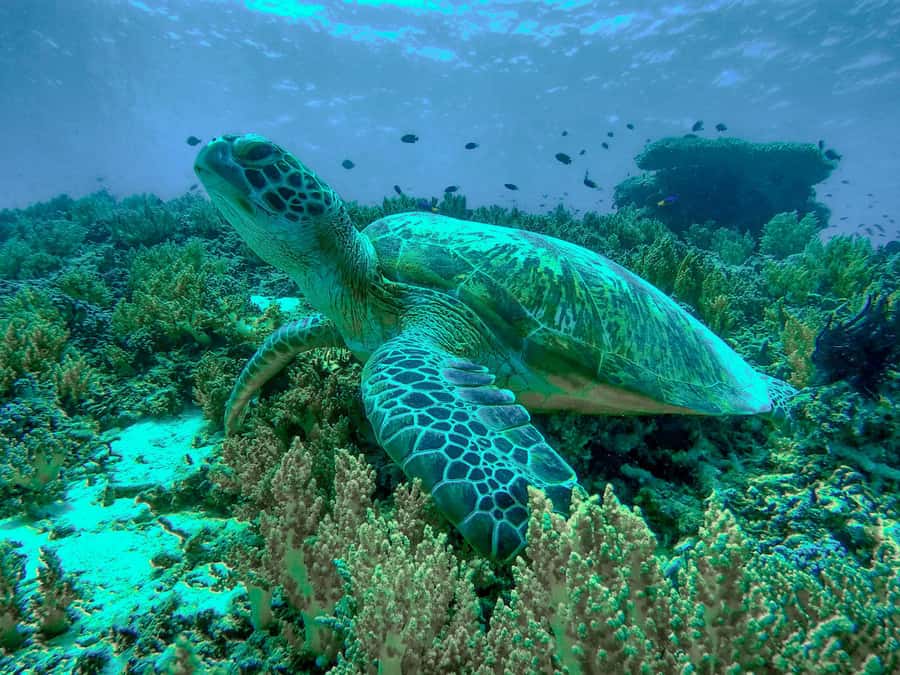 Gili Trawangan: Gili Islands Sunset Boat Tour and Snorkeling - The GoPro Camera Deal: Great Souvenirs With One Important Catch