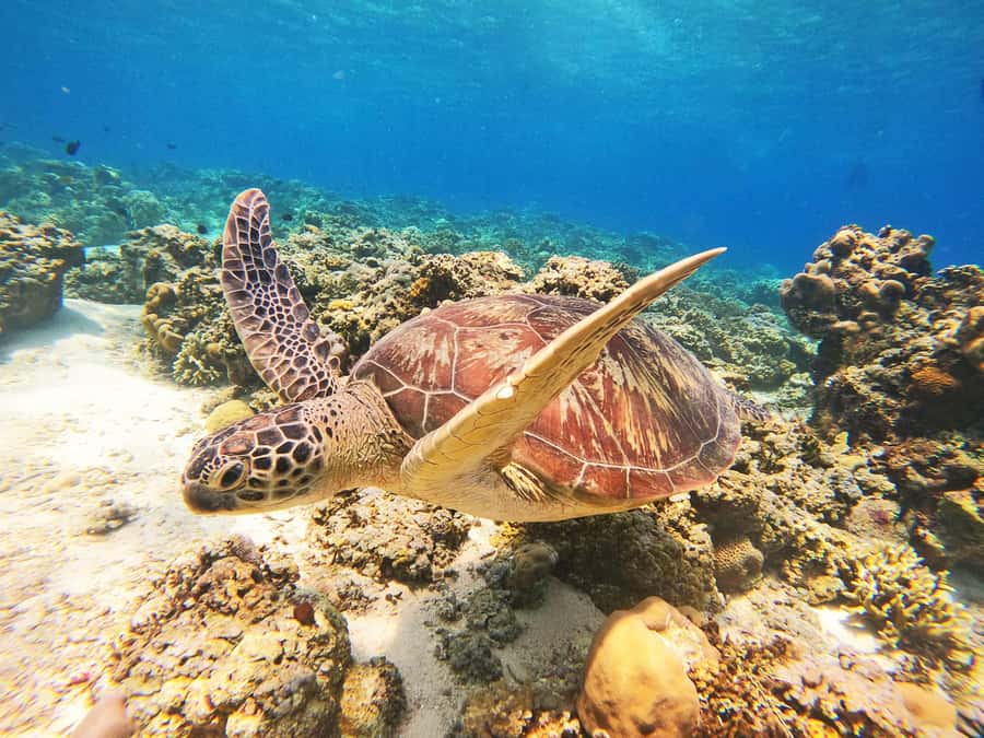 Gili Trawangan: Gili Islands Sunset Boat Tour and Snorkeling - Where You Meet and How the Trip Feels Once It Starts