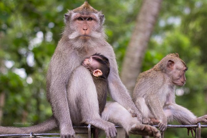 Gorilla Cave ATV Bali Ubud, Monkey Forest, Temple, and Lunch - Price and value: what $75 covers (and why it can be a smart deal)