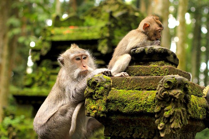 Half Day Ubud Tour: Ubud Unique Spots - Petulu White Herons: The 5:30 pm Return Moment You Can Plan Around