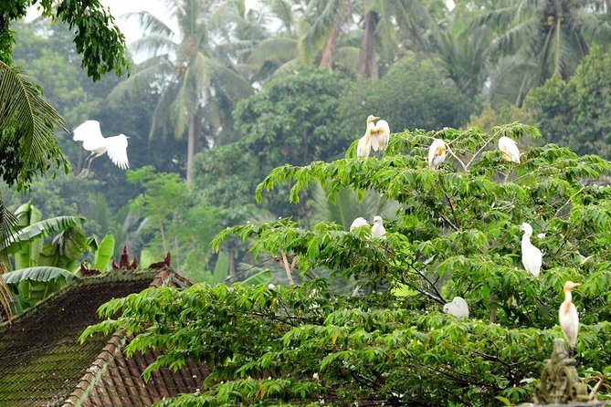 Half Day Ubud Tour: Ubud Unique Spots - Timing and Getting Picked Up: The 2 pm Start Makes It Feel Like an Afternoon Out