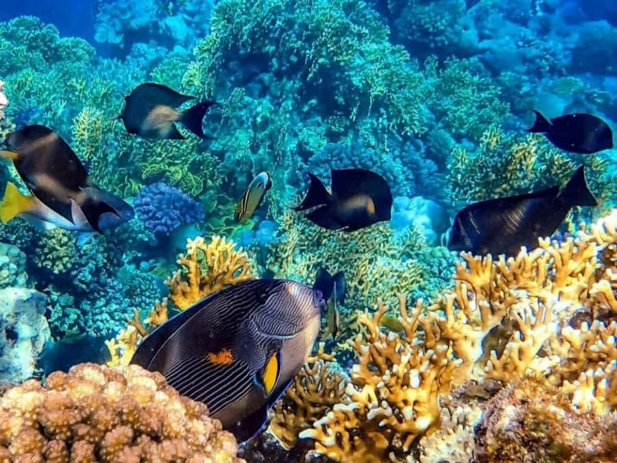 Island Hopping Gili Asahan, Gede, Rengit, Layar & Goleng - Price and value: what $172 per group buys you