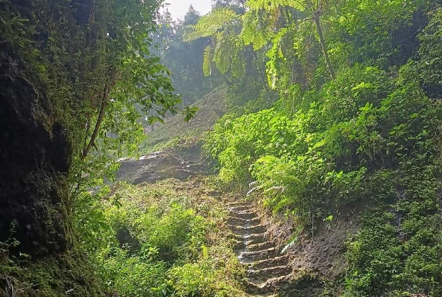 Jakarta Bogor Botanical Garden, Waterfall and Rice Terrace - Small Tips That Make the Day Better (Without Overthinking It)