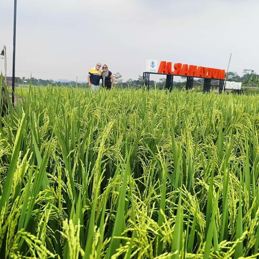 Jakarta Bogor Botanical Garden, Waterfall and Rice Terrace - Bogor Botanical Gardens: Big Grounds, Real Plant Variety, and Easy Ways to Explore
