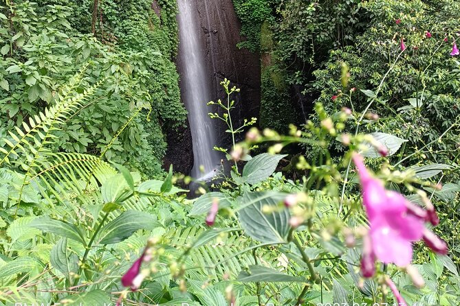 Jakarta Bogor Botanical Garden, Waterfall and Rice terrace, Lunch - Mulyaharja rice fields: a calmer view before the stairs and stones