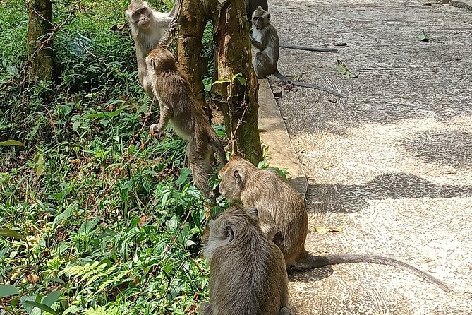 Jakarta Bogor Botanical Garden, Waterfall and Rice terrace, Lunch - Nangka Waterfall: pine walk, possible monkeys, and a stone canyon feel