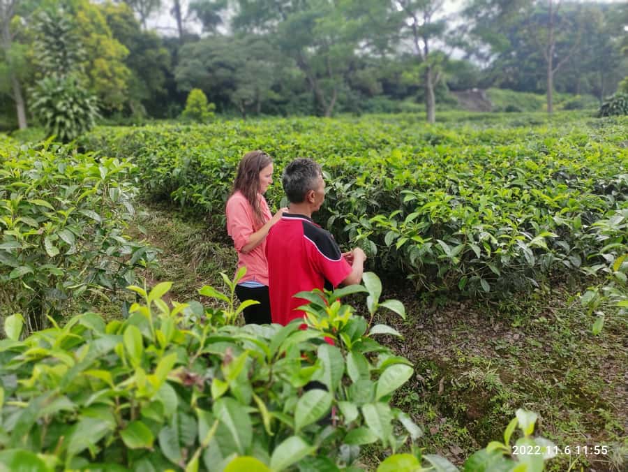 Jakarta: Volcano, Hot Spring, Tea, Rice Fields, &Coffee tour - Who this tour suits best, and who should skip
