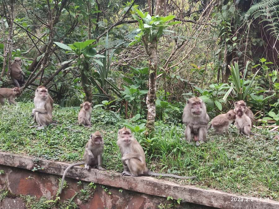 Jakarta: Volcano, Hot Spring, Tea, Rice Fields, &Coffee tour - Luwak coffee tasting in Cikole: expensive, but educational
