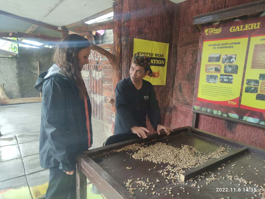 Jakarta: Volcano, Hot Spring, Tea, Rice Fields, &Coffee tour - Tea plantation views and black tea processing at the factory
