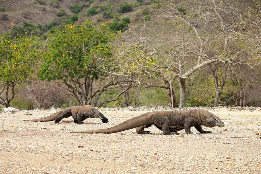 Komodo Island: Komodo Dragons & Islands Day Tour - Crew care, safety briefings, and why it matters