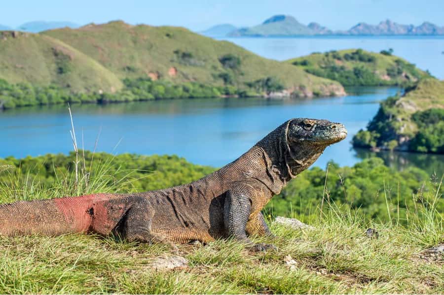 Komodo Island: Komodo Dragons & Islands Day Tour - A fast, full-day loop through Komodo’s best hits