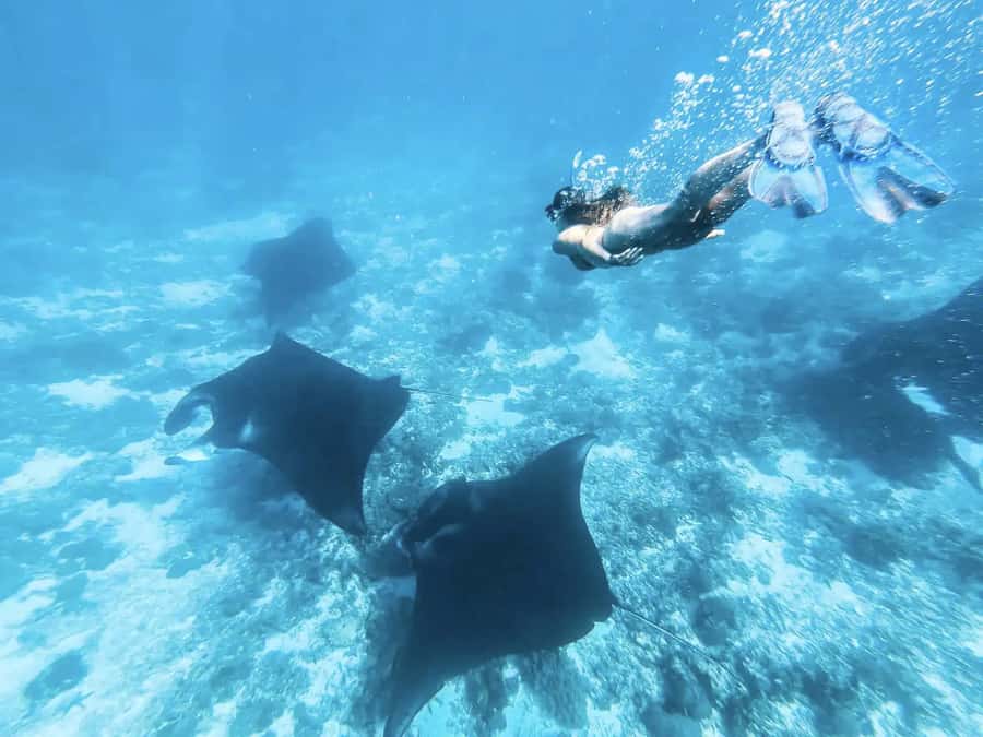 Komodo Island: Komodo Dragons & Islands Day Tour - Padar Island hike: where the best views are earned