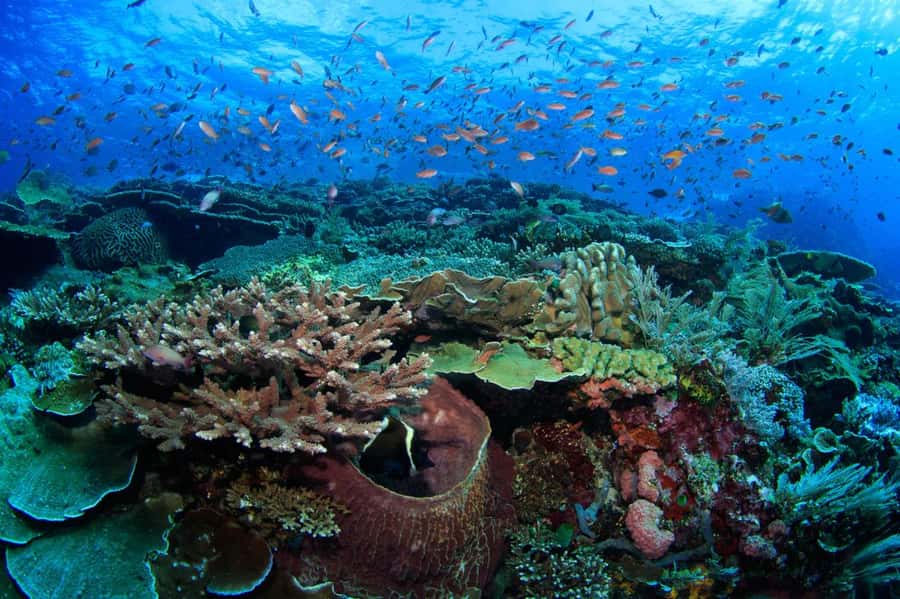 Komodo Island: Komodo Dragons & Islands Day Tour - Manta Point swim: the thrill, the conditions, and the reality check