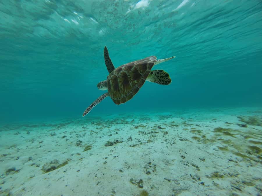 Labuan Bajo: One Day Tour to Explore Komodo National Park - Pink Beach swim and snorkeling: why the water looks unreal