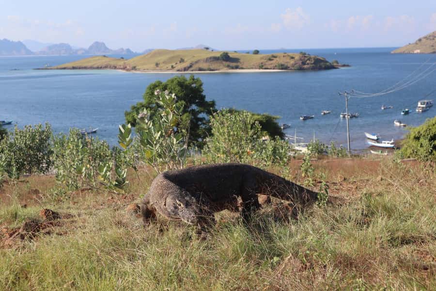 Labuan Bajo: One Day Tour to Explore Komodo National Park - Komodo Island walk and seeing dragons up close (when conditions line up)
