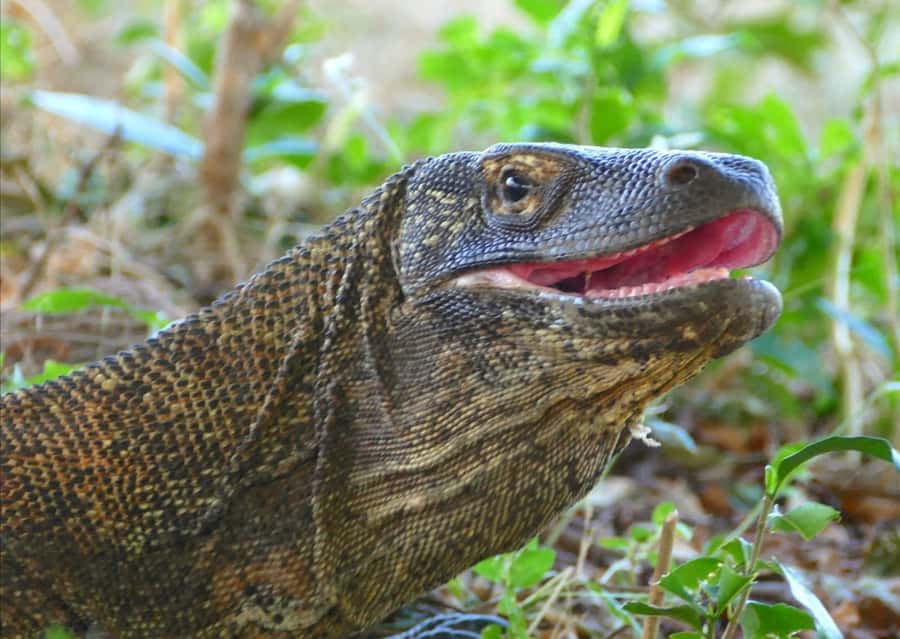 Labuan Bajo: One Day Tour to Explore Komodo National Park - Komodo National Park water time: manta, turtles, sharks, and what you can control