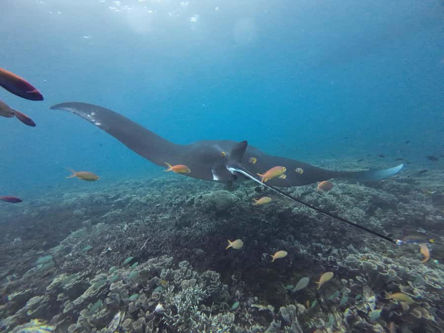 Labuan Bajo: One Day Tour to Explore Komodo National Park - Price and what you get for $99, plus what costs extra