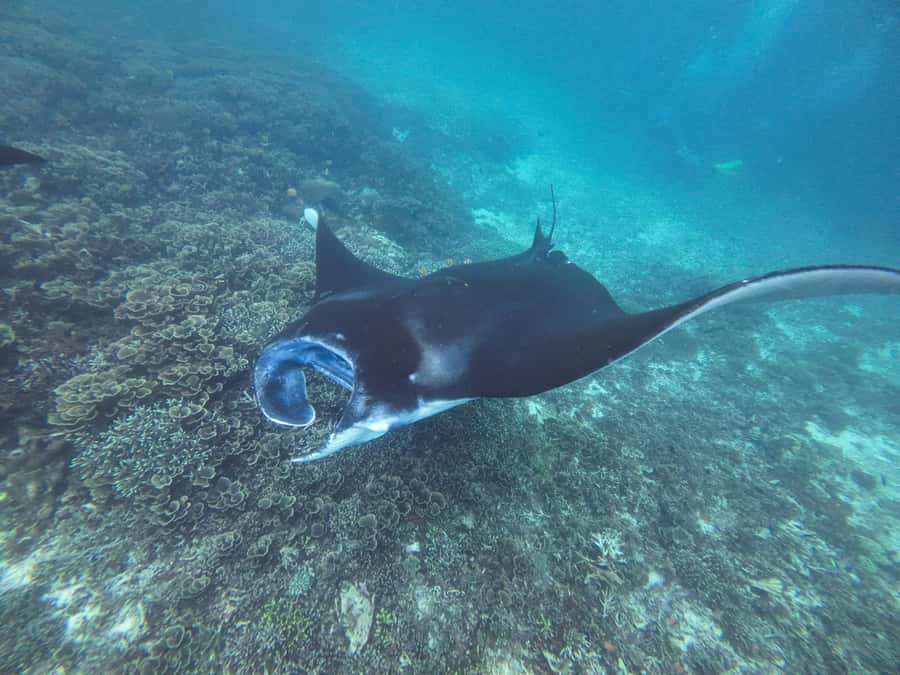 Labuan Bajo: One Day Tour to Explore Komodo National Park - What to bring, park rules, and the small safety details that matter