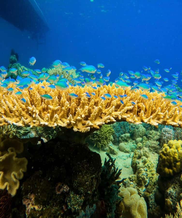 Labuan Bajo: Rangko Cave and Beach Snorkeling Half-Day Tour - Why Rangko Cave and Boleng Beach Work So Well in Labuan Bajo