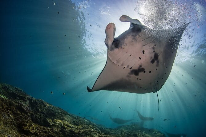 Lembongan Snorkeling at Manta Bay, Crystal Bay and Mangrove - Key Things That Make This Snorkeling Trip Worth Your Time