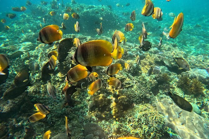 Lembongan Snorkeling at Manta Bay, Crystal Bay and Mangrove - Underwater Photos and Videos by GoPro: A Real Value Add