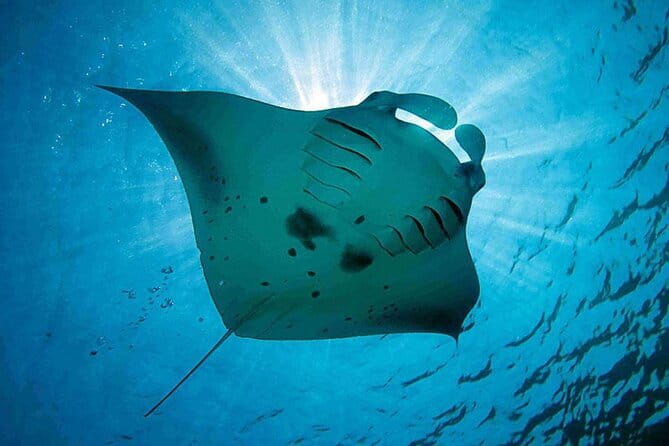 Lembongan Snorkeling at Manta Bay, Crystal Bay and Mangrove - Price and Value: Is $23.53 a Good Deal for This Route?