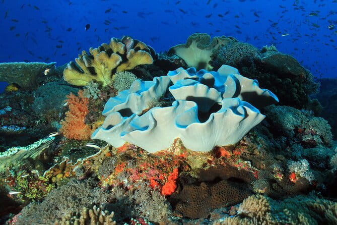 Lembongan Snorkeling at Manta Bay, Crystal Bay and Mangrove - Mangrove Point: Where It Gets Calm and Quiet