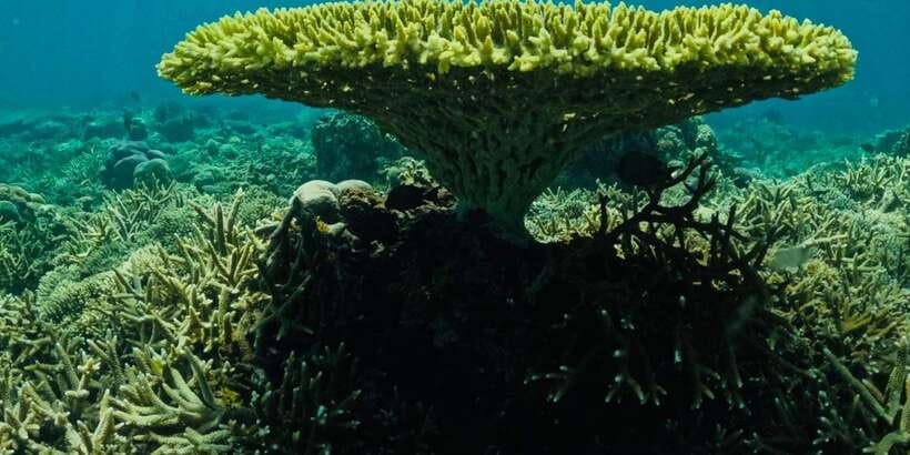 Lombok:Privat Snorkeling Gili Nanggu,Gili Sudak,Gili Kedis. - What to pack for clear-water snorkeling in Lombok