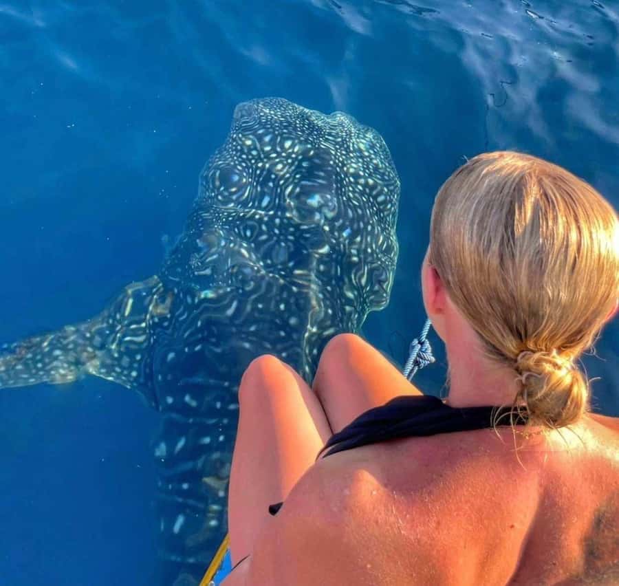 Lombok : Sharing Whale Shark Tour 2 Day 1 Night Sumbawa - Key things to know before you go