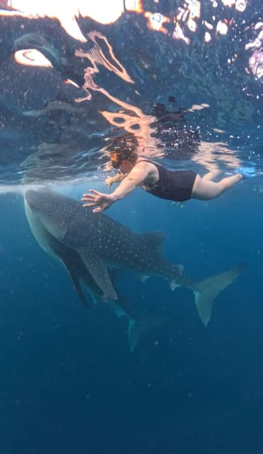 Lombok : Sharing Whale Shark Tour 2 Day 1 Night Sumbawa - Whale sharks in Sumbawa, a 2 day 1 night snorkeling plan