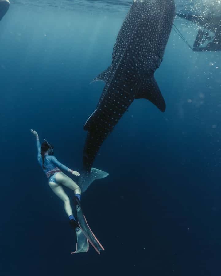 Lombok : Sharing Whale Shark Tour 2 Day 1 Night Sumbawa - Price and value: what 150 USD really buys you