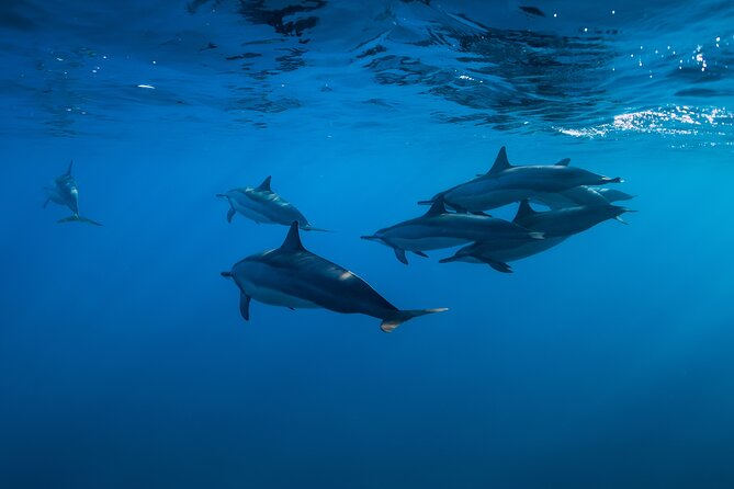 Lovina Dolphin Watching, Swimming, and Snorkeling Experience - Why Lovina Dolphins Feel Different Than the Usual Bali Trips