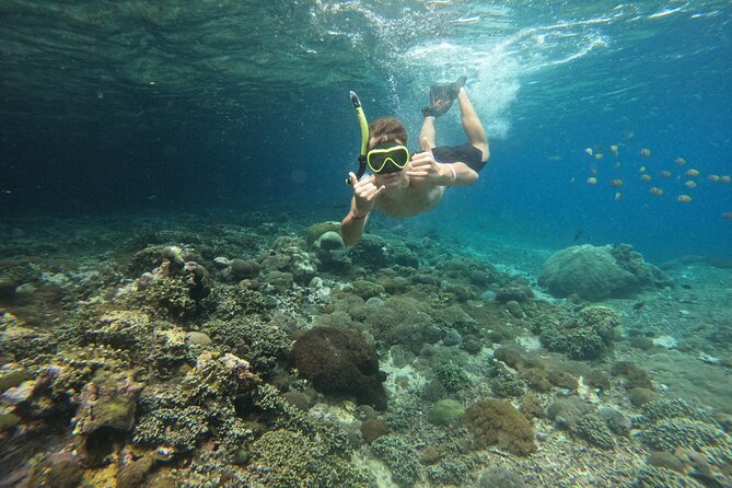 Lovina Dolphin Watching, Swimming, and Snorkeling Experience - Dolphin Watching at Sunrise: What You’re Really Looking For
