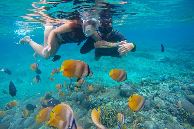 Lovina Dolphin Watching, Swimming, and Snorkeling Experience - Swimming With Dolphins: The Moment That Changes the Trip