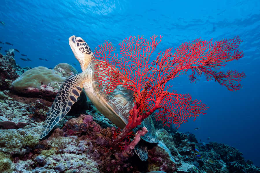 Manta Dive Gili Trawangan: Discover Scuba Diving - My booking advice for first-timers on Gili Trawangan