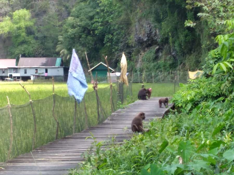Maros : Rammang Rammang walk & boat trip - Rammang Rammang Tourism Village, Farmlands With Limestone Overhead