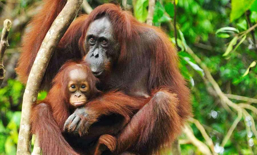 Medan: Mount Leuser National Park Full-Day Trip - Orangutan Care Center: lunch plus a better way to see them