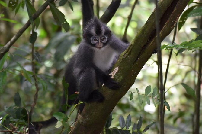 Monkey Business 3 days - 2 nights Jungle trekking (including rafting) - Day 2: Jungle wake-up sounds, tea and biscuits, then park exploring
