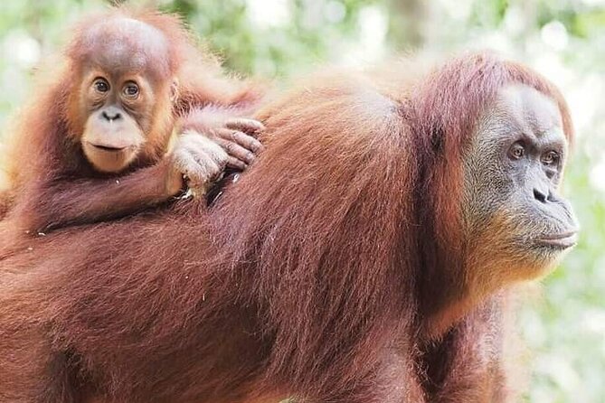 Monkey Business 3 days - 2 nights Jungle trekking (including rafting) - Rafting on the river: thrill factor plus practical prep